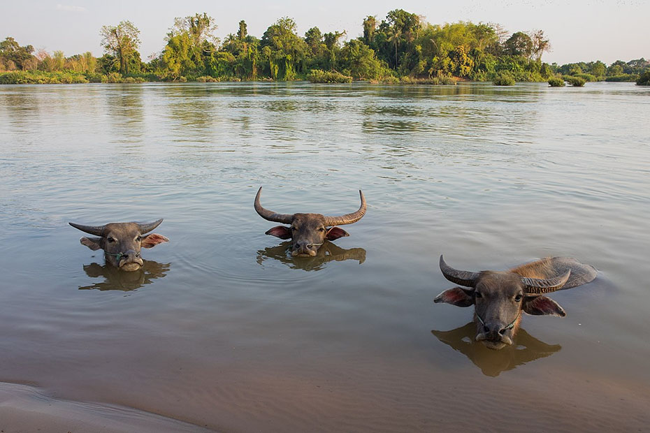 photos buffaloes