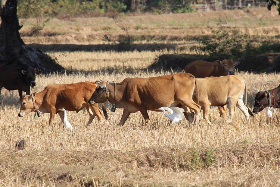 photo cows egrets