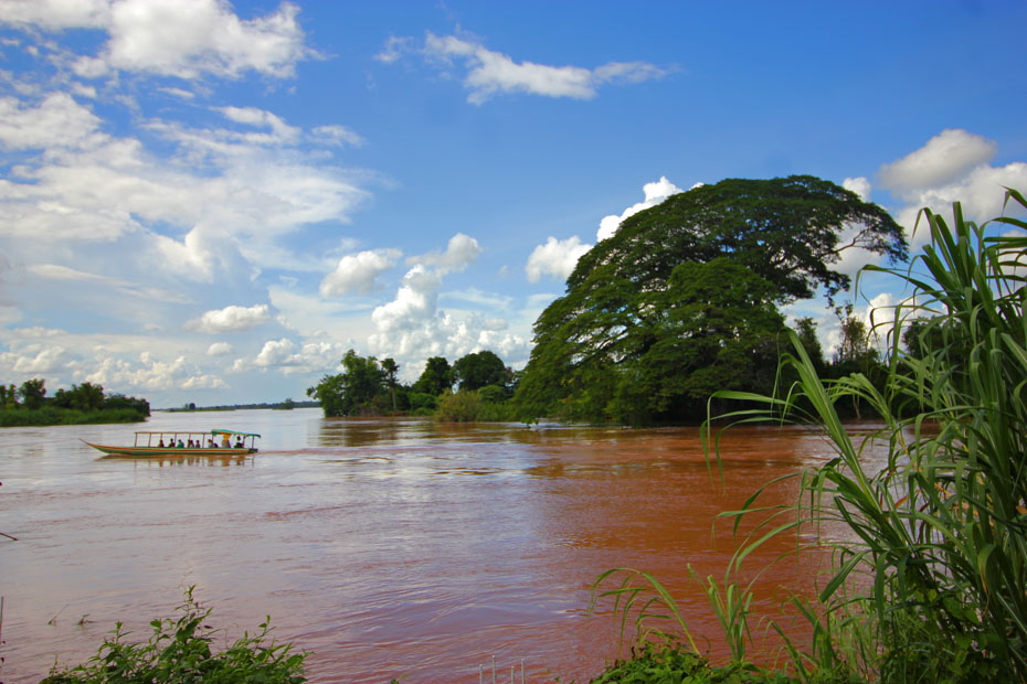 photo mekong-tree