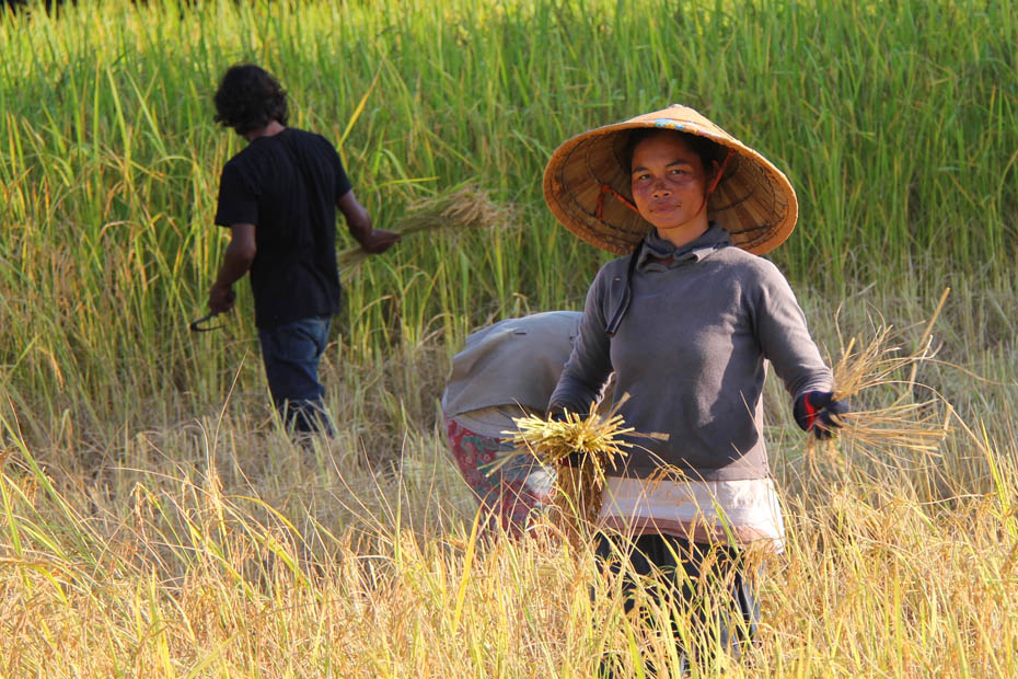 tours-rice